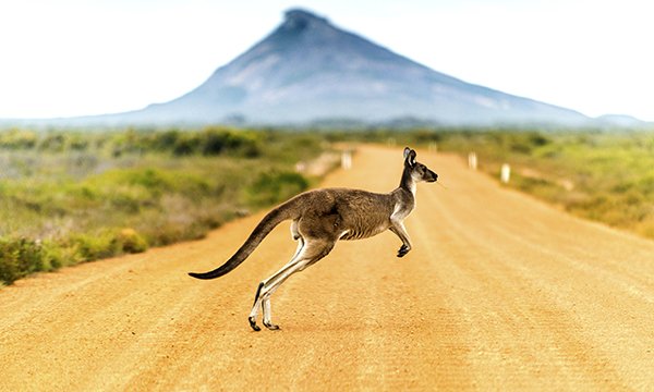 Kangaroo crossing road in Western Australia